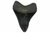 Fossil Megalodon Tooth - South Carolina #340300-1